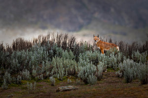 photo-wallpaper-ethiopian-wolf-x