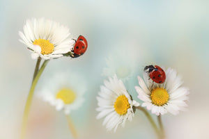 photo-wallpaper-springtime-xtp