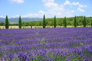 photo-wallpaper-magnificent-lavender-field