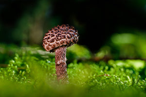 photo-wallpaper-strobilomyces-strobilaceus