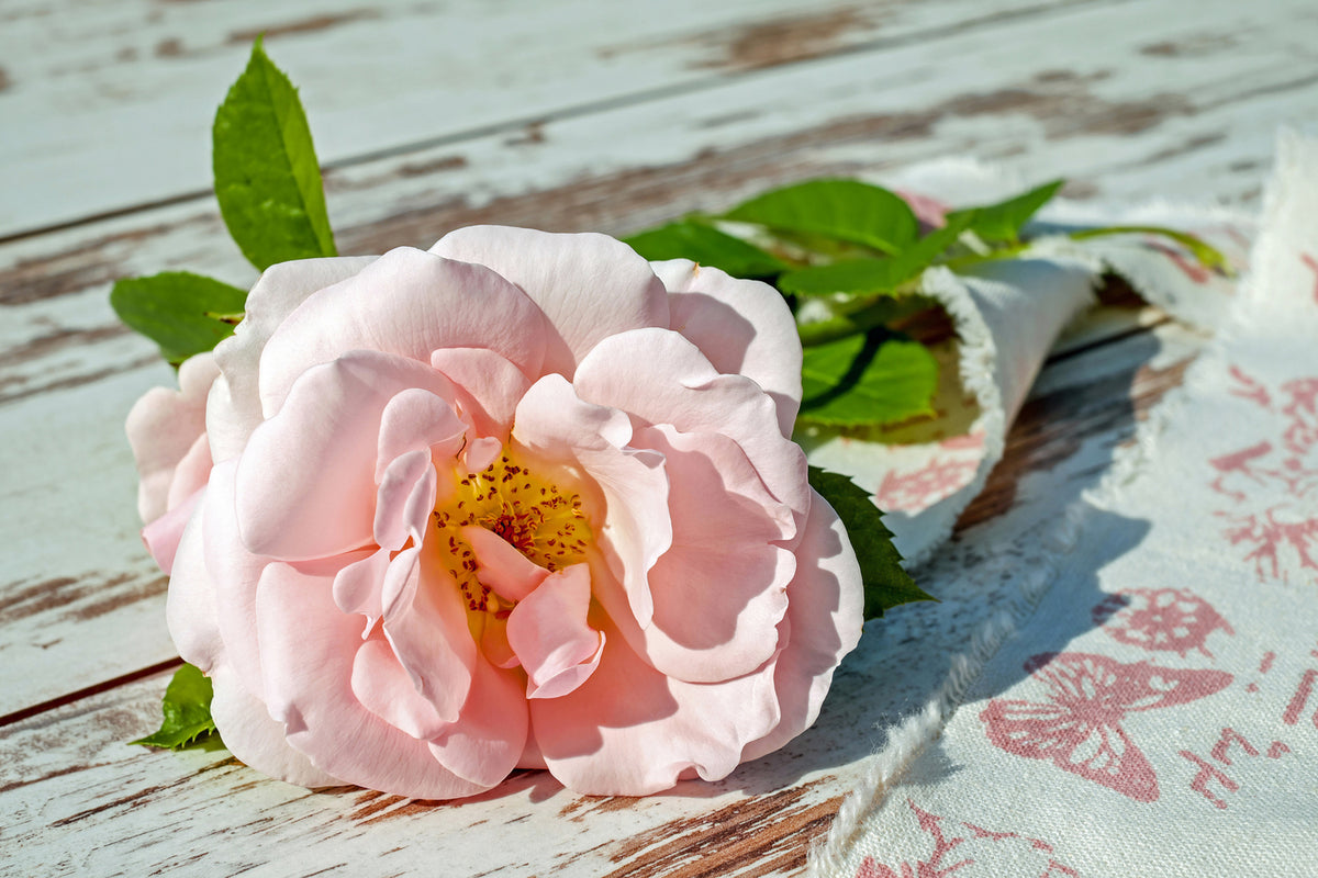 photo-wallpaper-wild-rose-in-pink