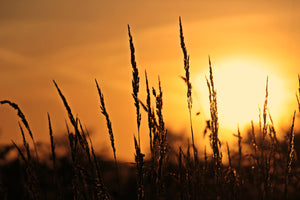 photo-wallpaper-sunrise-on-the-field