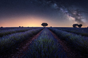 photo-wallpaper-lavender-fields-xxw