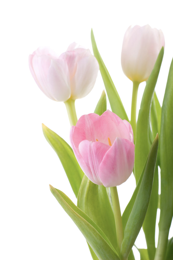 photo-wallpaper-the-tulips-trio