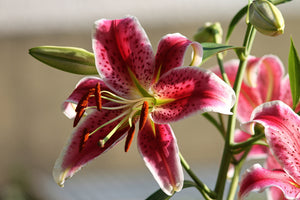 photo-wallpaper-close-up-lily-in-red