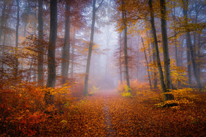 photo-wallpaper-october-trail-x