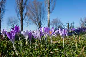 photo-wallpaper-purple-crocus-in-nature