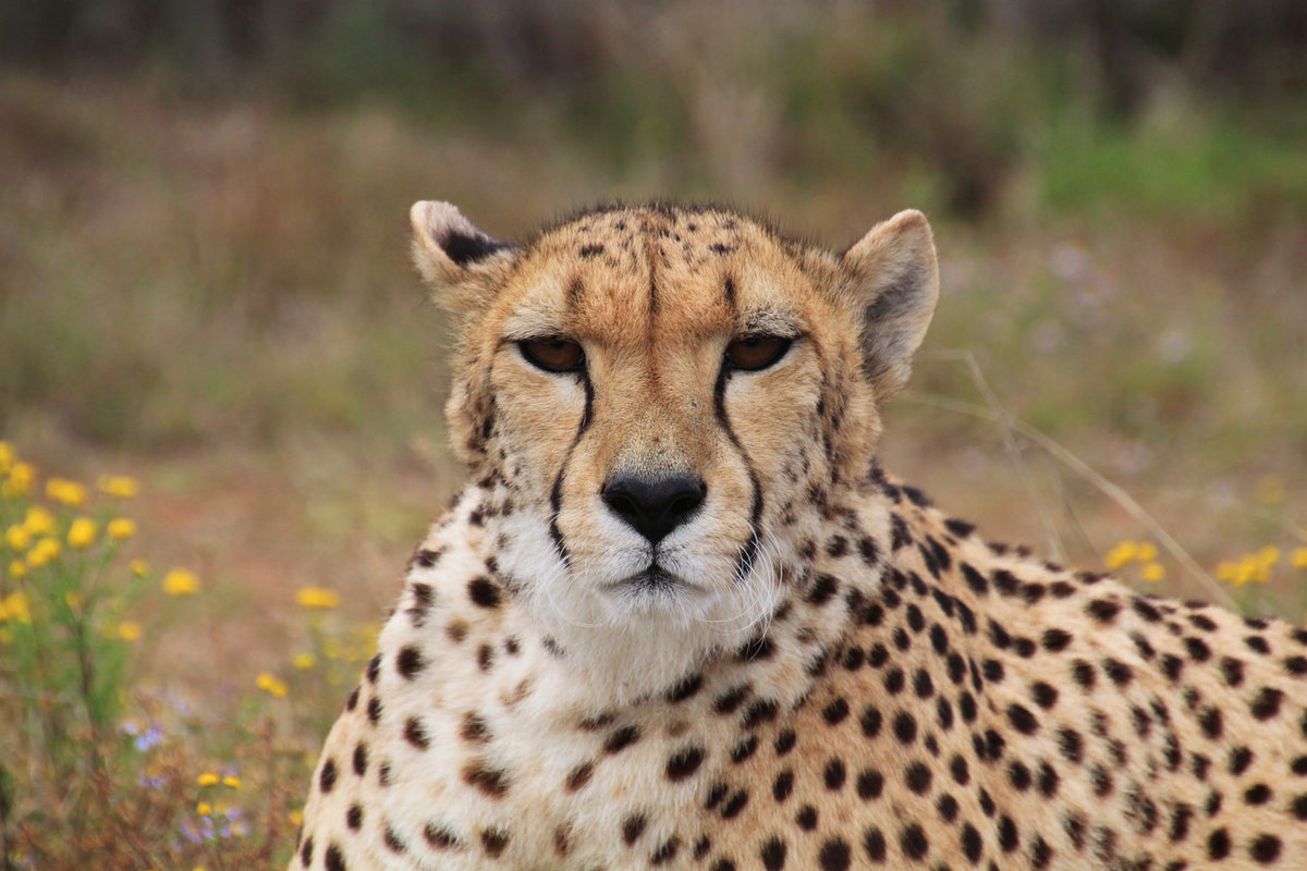 photo-wallpaper-cheetah-xl