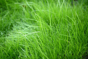 photo-wallpaper-blades-of-grass