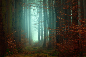 photo-wallpaper-mood-in-the-forest