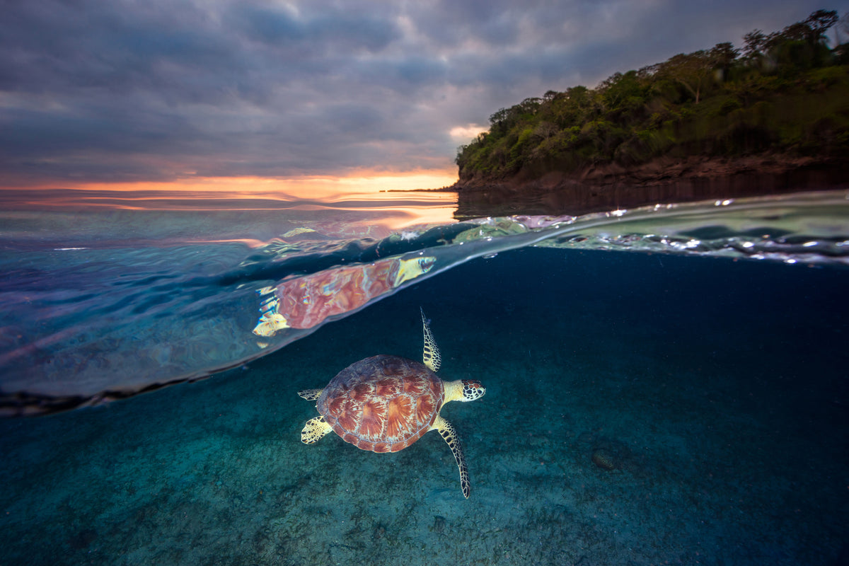 photo-wallpaper-green-turtle-with-sunset