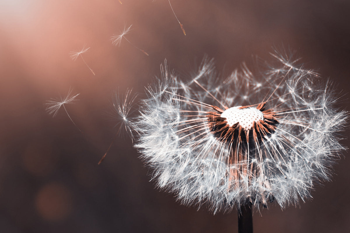 photo-wallpaper-dandelion-in-the-evening-light