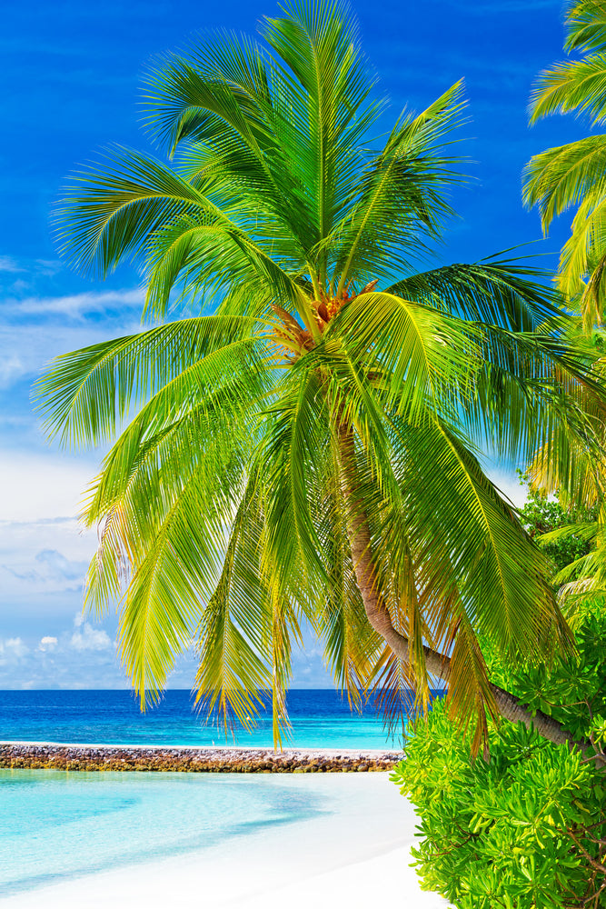 photo-wallpaper-the-palm