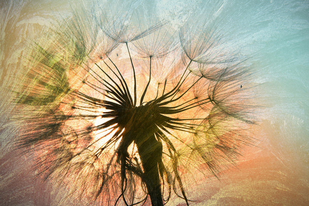 photo-wallpaper-xxl-dandelion