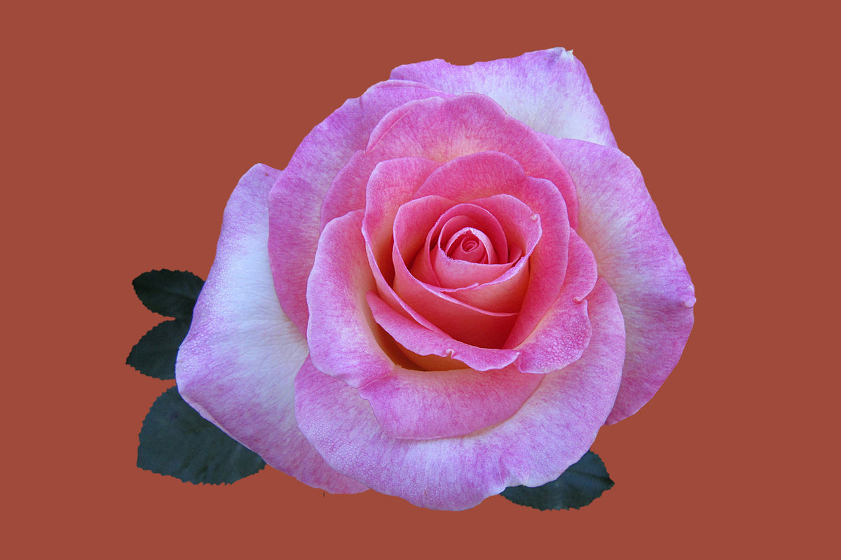 photo-wallpaper-rose-in-pink-xxl