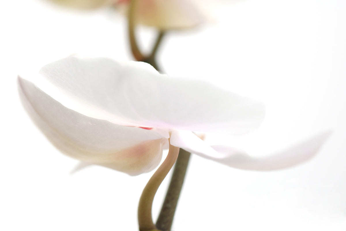 photo-wallpaper-xxl-orchid-flower