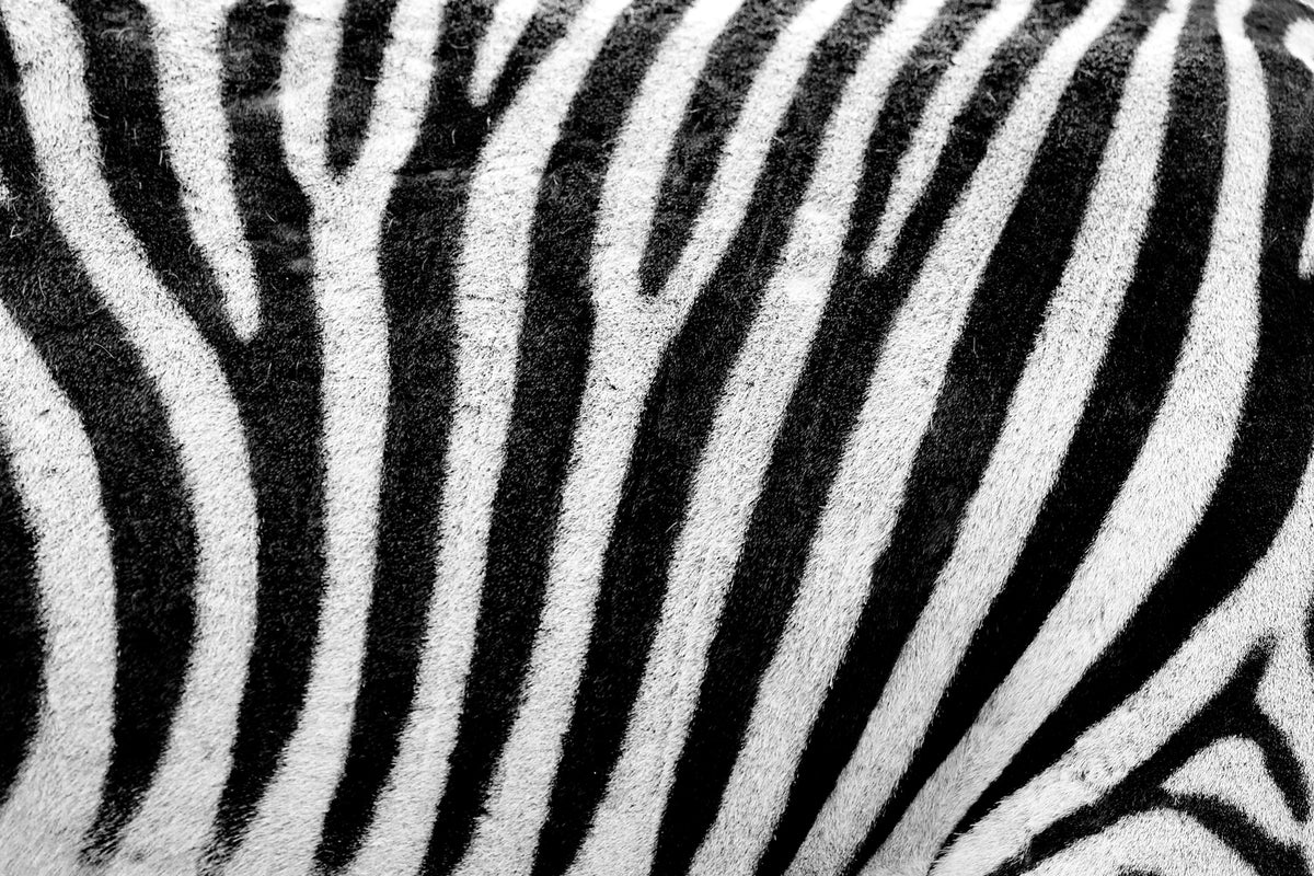 photo-wallpaper-strip-of-the-zebra