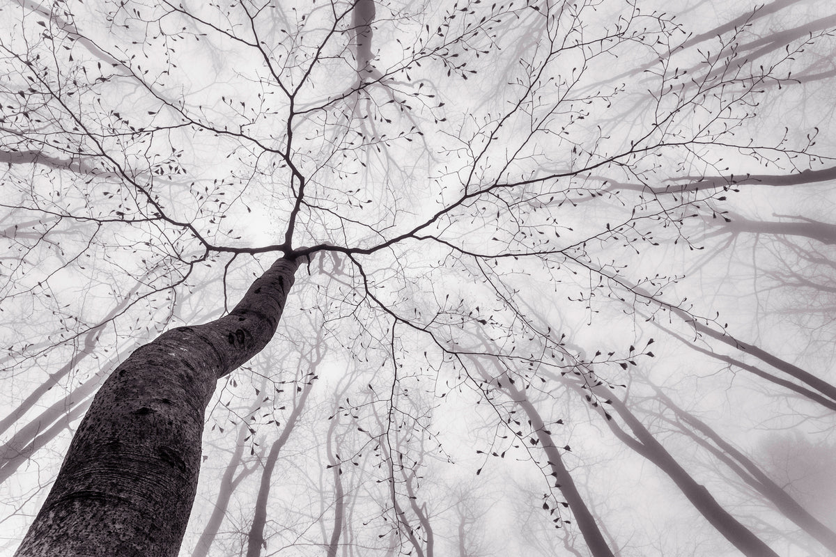 photo-wallpaper-a-view-of-the-tree-crown