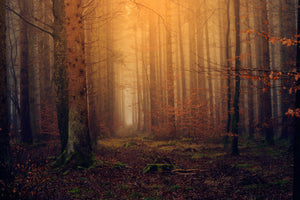 photo-wallpaper-mysterious-forest