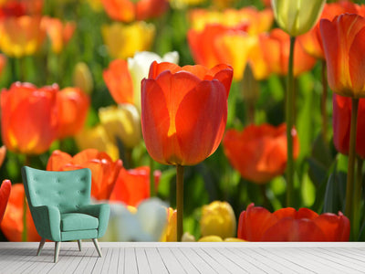 photo-wallpaper-close-up-tulip-field