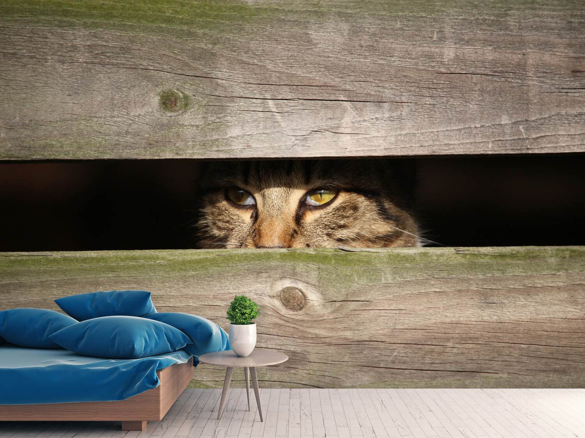 photo-wallpaper-cat-in-hiding