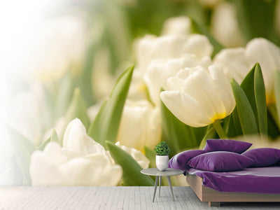 photo-wallpaper-tulips-perspective