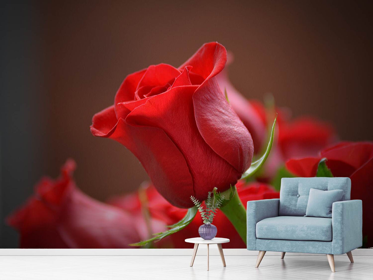 photo-wallpaper-red-rose-in-xl