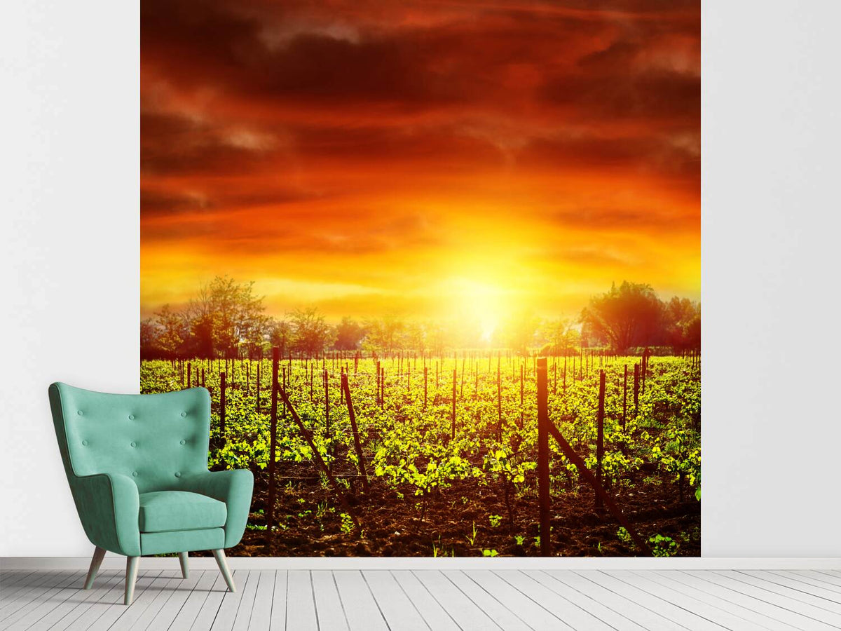 photo-wallpaper-the-vineyard-at-sunset