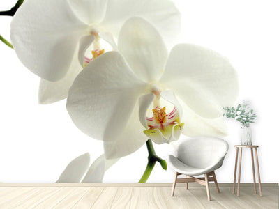 photo-wallpaper-orchids-bloom