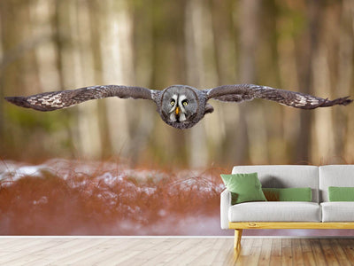 photo-wallpaper-great-grey-owl