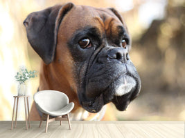 photo-wallpaper-the-boxer-look