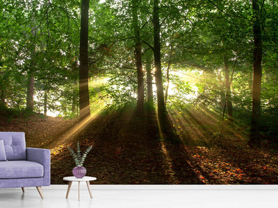 photo-wallpaper-sun-in-the-forest