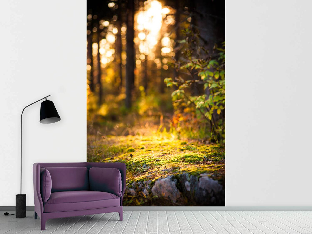 photo-wallpaper-the-forest-in-the-background