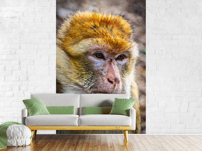 photo-wallpaper-the-barbary-macaque