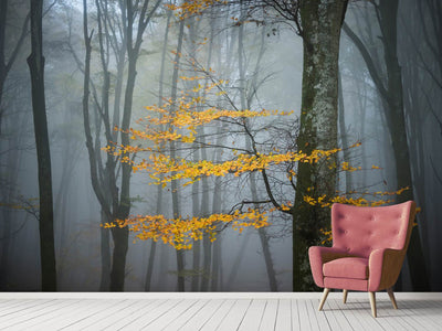 photo-wallpaper-beech-forest-in-autumn