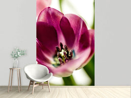 photo-wallpaper-tulip-i