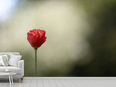 photo-wallpaper-red-poppy