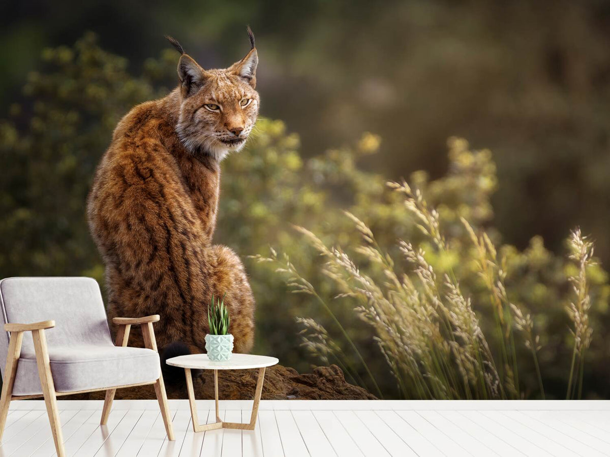 photo-wallpaper-lynx-fine-art-x