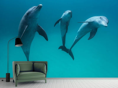 photo-wallpaper-bottlenose-dolphins-ii