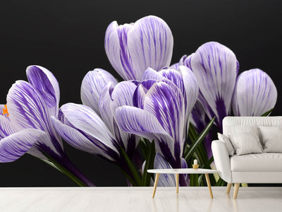 photo-wallpaper-the-crocus