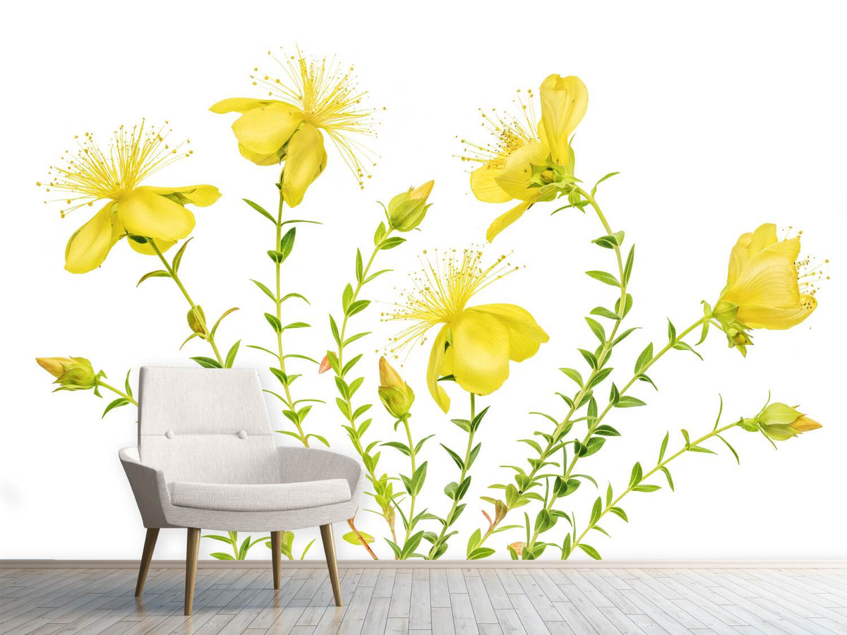 photo-wallpaper-hypericum-x