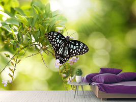 photo-wallpaper-papilio-butterfly-xxl