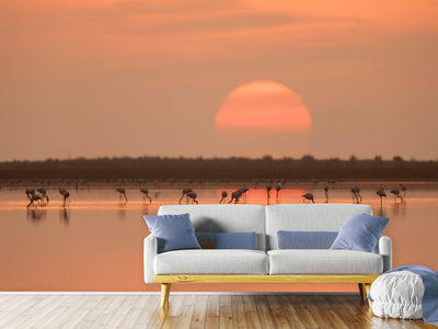 photo-wallpaper-flamingos-at-sunrise-x