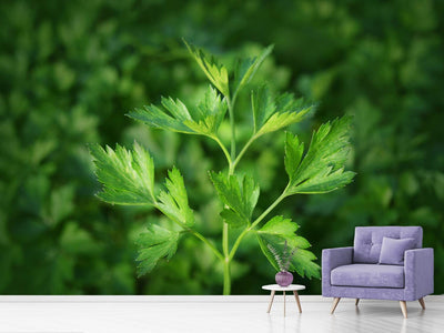 photo-wallpaper-fresh-parsley