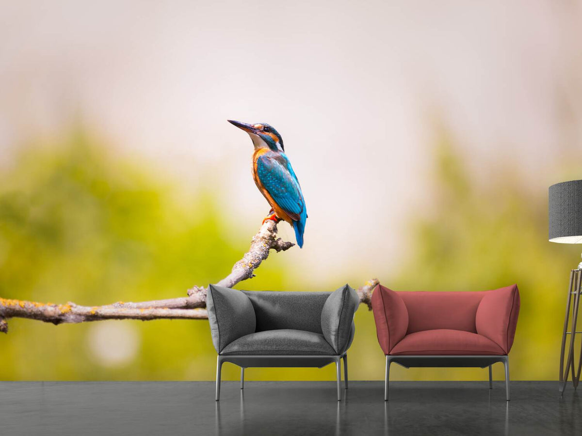 photo-wallpaper-the-kingfisher