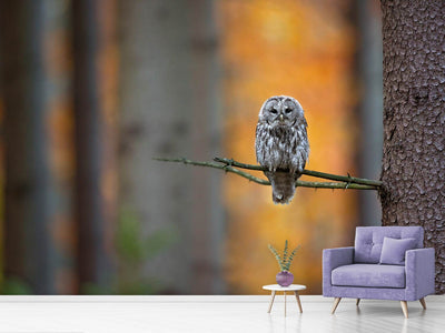 photo-wallpaper-tawny-owl-x