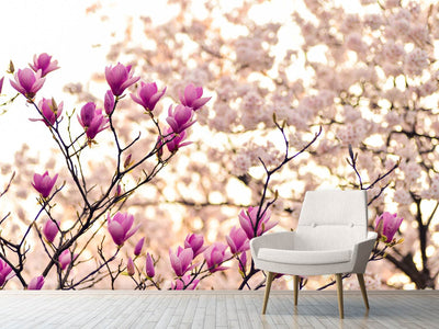 photo-wallpaper-beautiful-magnolia-xl