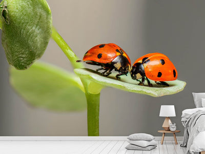 photo-wallpaper-2-ladybirds