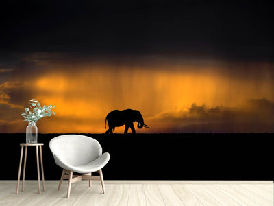 photo-wallpaper-elephant-in-a-rain-storm-at-sunset-x