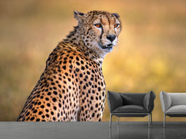 photo-wallpaper-cheetah-portrait-x